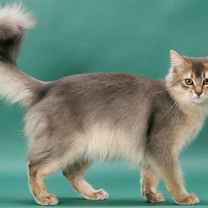 help me ID my kittys breed
