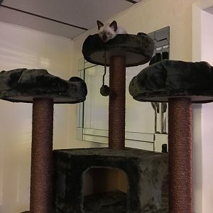 pictures of Cats enjoying their cat trees