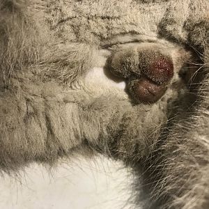 Cat bleeding after getting neutered??