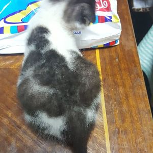 Is this kitten's belly abnormal?