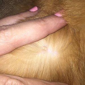 Yellow Cyst on my kitty!
