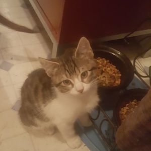 Help with pregnant kitty