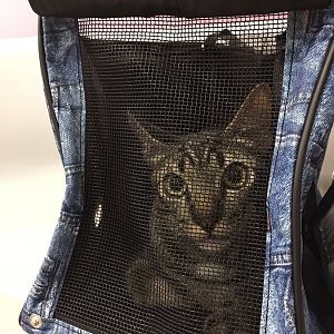 Ideal size for soft cat carrier?