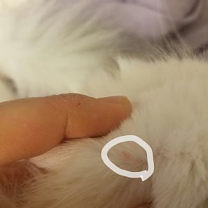 PLEASE HELP! My cat has a pink tag behind his ear (Picture attached)