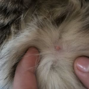 Help pregnant cat and fleas!