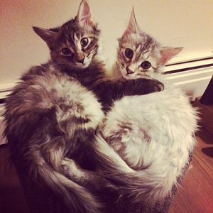 Hello, meet my two kittys Huey and Rambo :)
