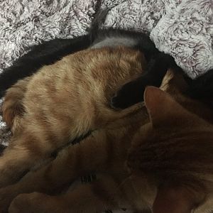 Help with my cats behavior