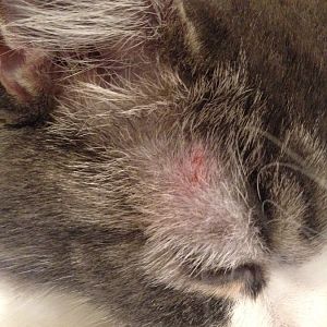 strange rash on cat