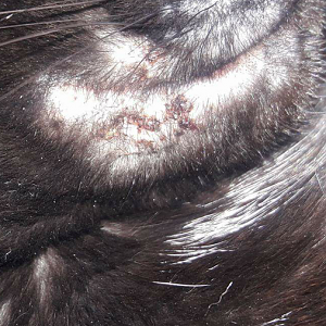 Red lesions and hair  on cats lip. Please help!
