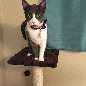 Cat diagnosed with Feline stomatitis