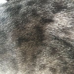 Patch of brown discoloration on fur, cause for concern?