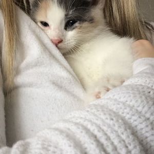 What breed is my kitten? British Shorthair/Bengal Cross?
