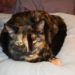 Post pics of calicos, tortieshells and orange cats here!