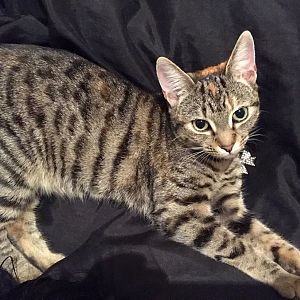 8 week pregnant cat help ✨