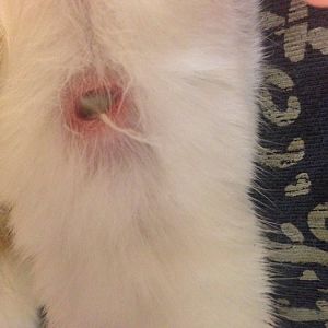 Urgent > My cat has a perfect circular wound.