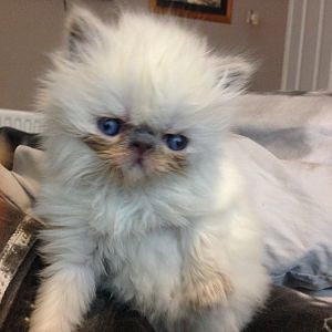 Persian kittens - issues with eyes