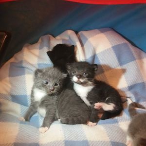 Gypsy bsh had 5 kittens new mum .