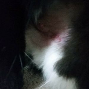 Cat licking stitches help???