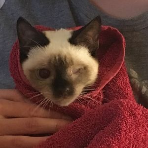 Kitten sick for over 2 weeks, no definitive answers from vets