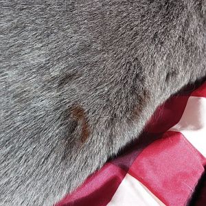 Rusty Colored Brown Spots on the top tips of my cat's fur?