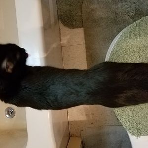 Pregnant 8/9 month old cat