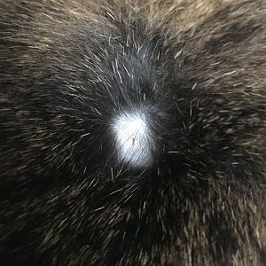 Bald spots with redness