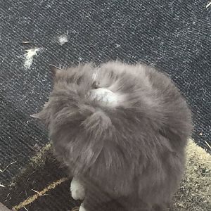 hair loss in cat