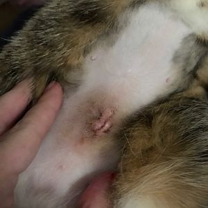 Is my Cat's Spay Site Infected??