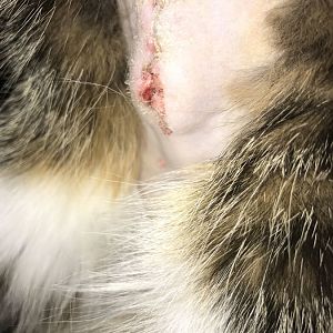Spay incision question