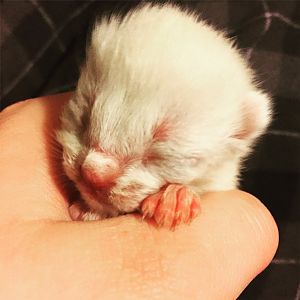 Three Day Old Underweight Kitten Showing Signs of Fading Kitten Syndrome