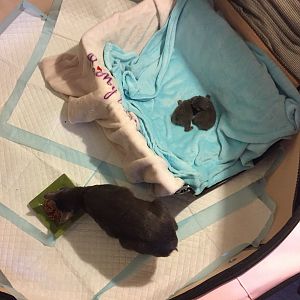 Pregnant Cat Lactating for Almost a Week with No Labor
