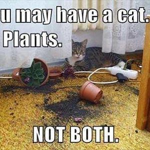 Plants & Cats