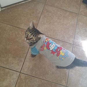 Cats & Garments: February Picture Of The Month Photo Contest Submission Thread