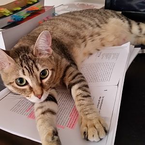 Sukie's desire for paper