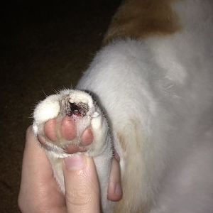 Cat tore his toenail/Skin off