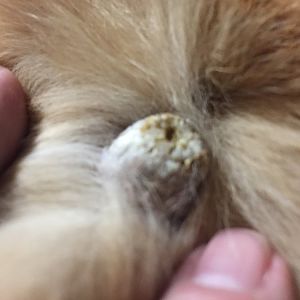 Skin lesions with FIV
