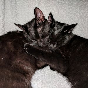 Cat couples