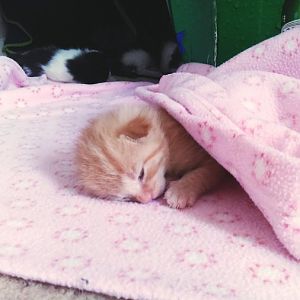 Advice For Newborn Kittens And Mommy Cat