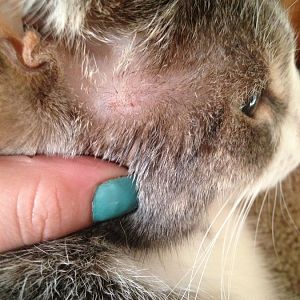 Cat allergies causing extreme irritation
