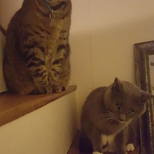 New cat introductions; a behavior I haven't read about online