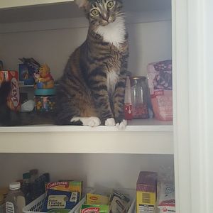 Cat climbing doorframe