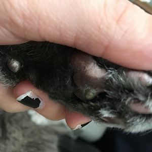 Callous on cat's front paws?
