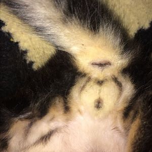 Can anyone help me sex my kitten ?