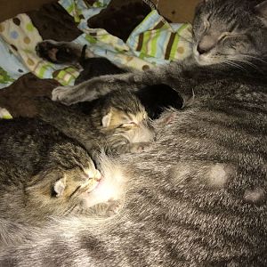 Sexing newborn kittens