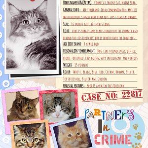 Cats with all their Naughtiness and Cuteness (Funny Wanted Poster Created)