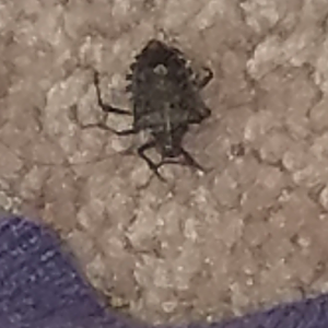 Is this a tick?