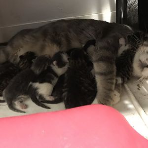 Mom moving 2 day old kittens to very cold area?