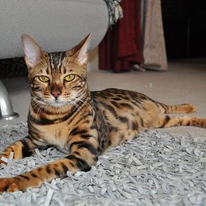 Emergency adoption for Bengal cat