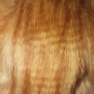 Whay kind of fur pattern is this?