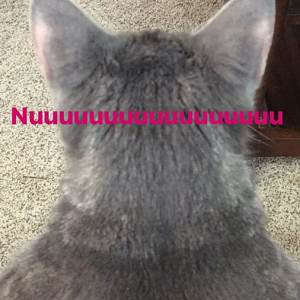 Bald Spots on Cat's Ears